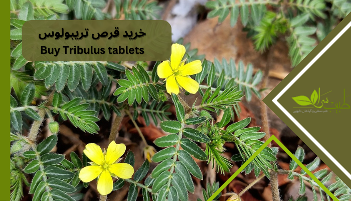 خرید قرص تریبولوس: می‌توان گفت که قرص تریبولوس الف دارو محصولی بی‌رقیب نسبت به قرص‌های مشابه در بازار است. با بررسی محصولات مشابه در بازار متوجه می‌شویم که معمولا در این قرص‌ها حدود ۵۰۰ میلی گرم تریبولوس به کار رفته و این موضوع به این معنی است که در این محصولات، عصاره تریبولوس استفاده نشده بلکه پودر خشک شده تریبولوس به کار رفته است. در صورتی که در قرص تریبولوس الف دارو ۴۰۰ میلی گرم عصاره این گیاه به کار رفته است. هر میلی گرم عصاره به اندازه ۱۰ گرم پودر هست.